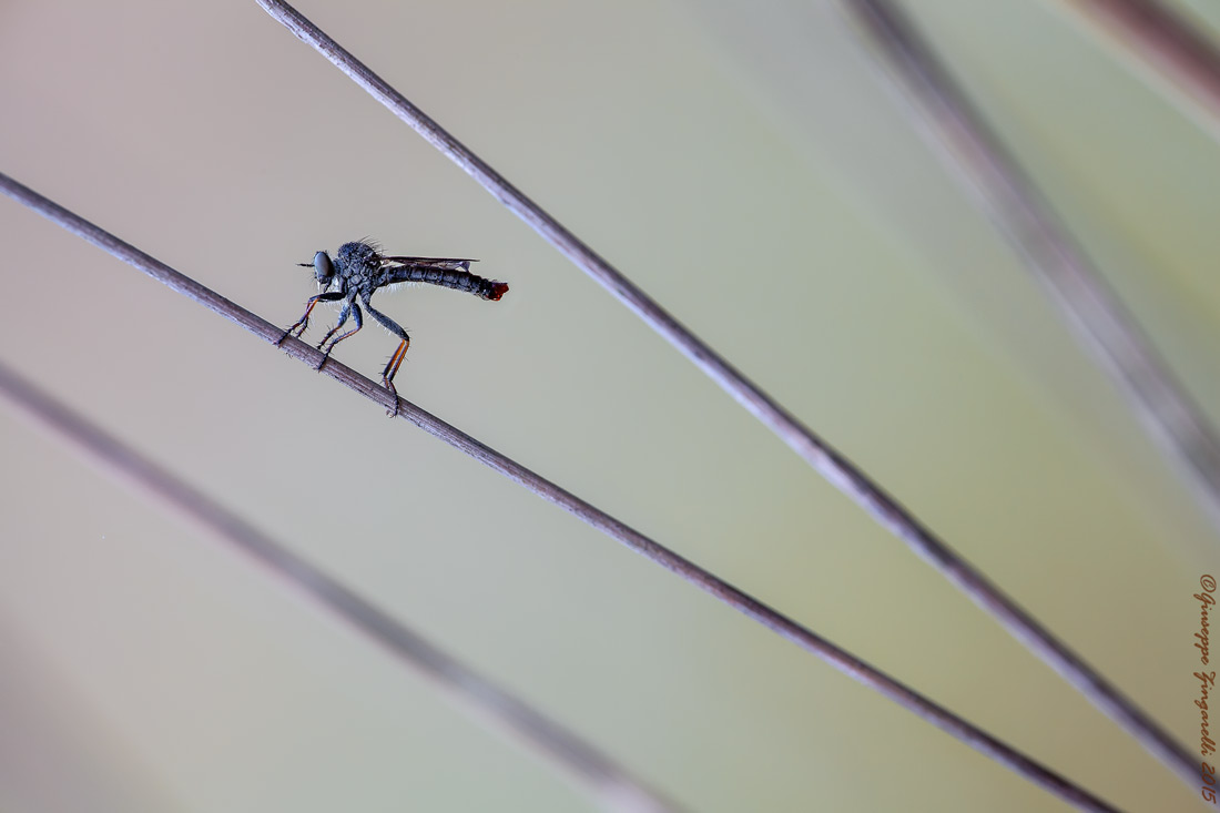 L'asilide  nel suo ambiente