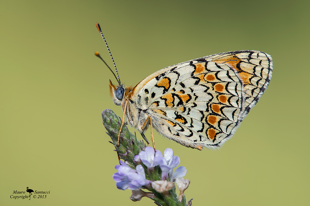 Melitaea phoebe