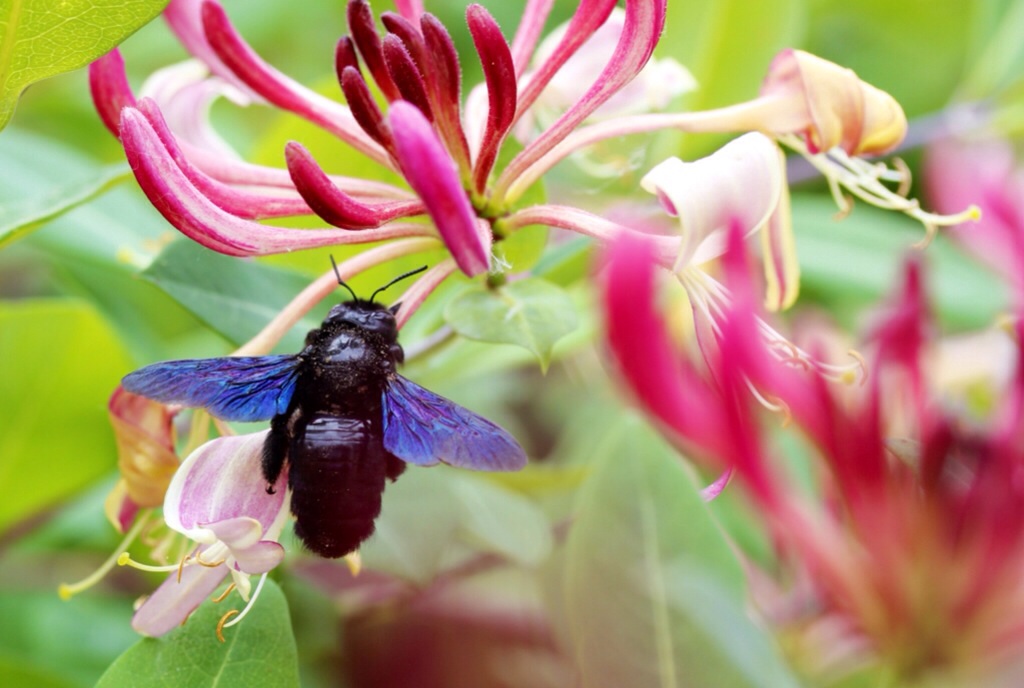 Xylocopa violacea
