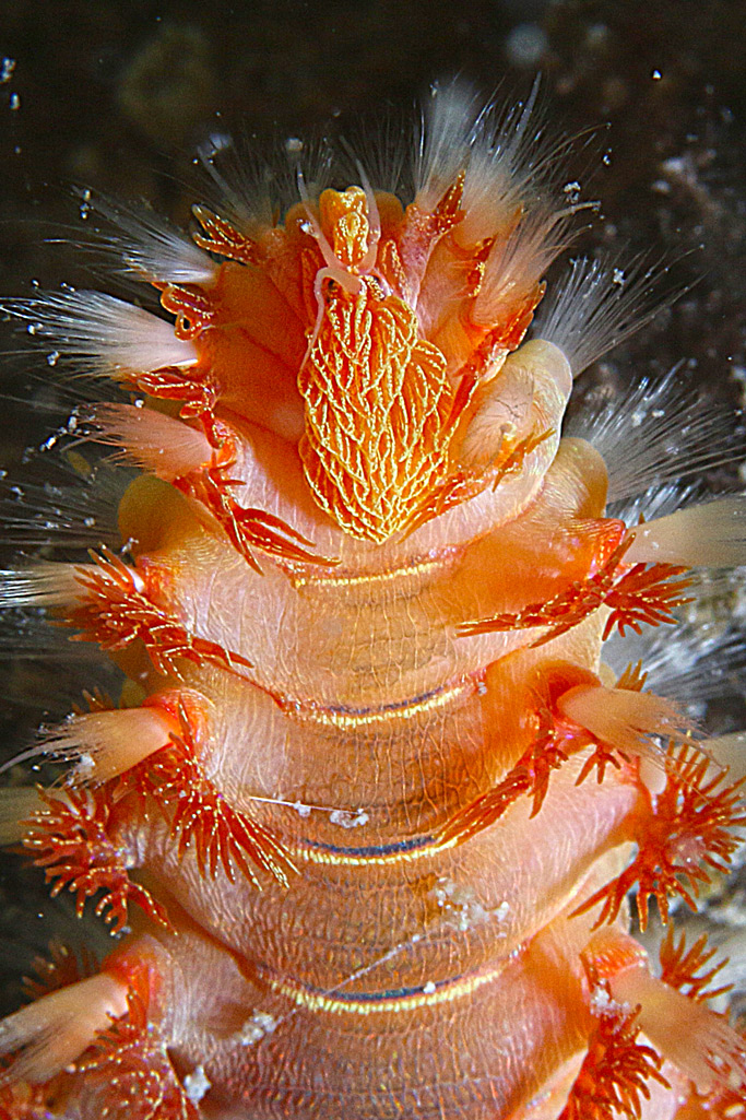 Parrucchino psichedelico 2