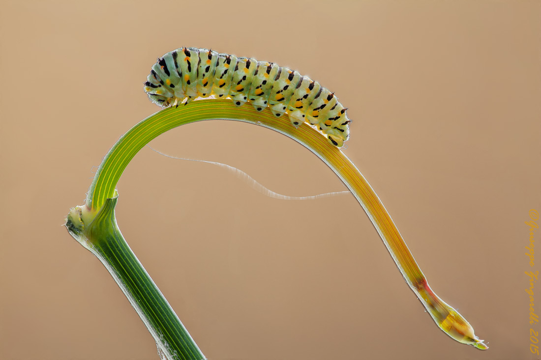 A cavallo di un cigno...
