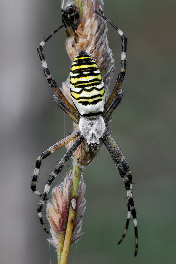 Argiope