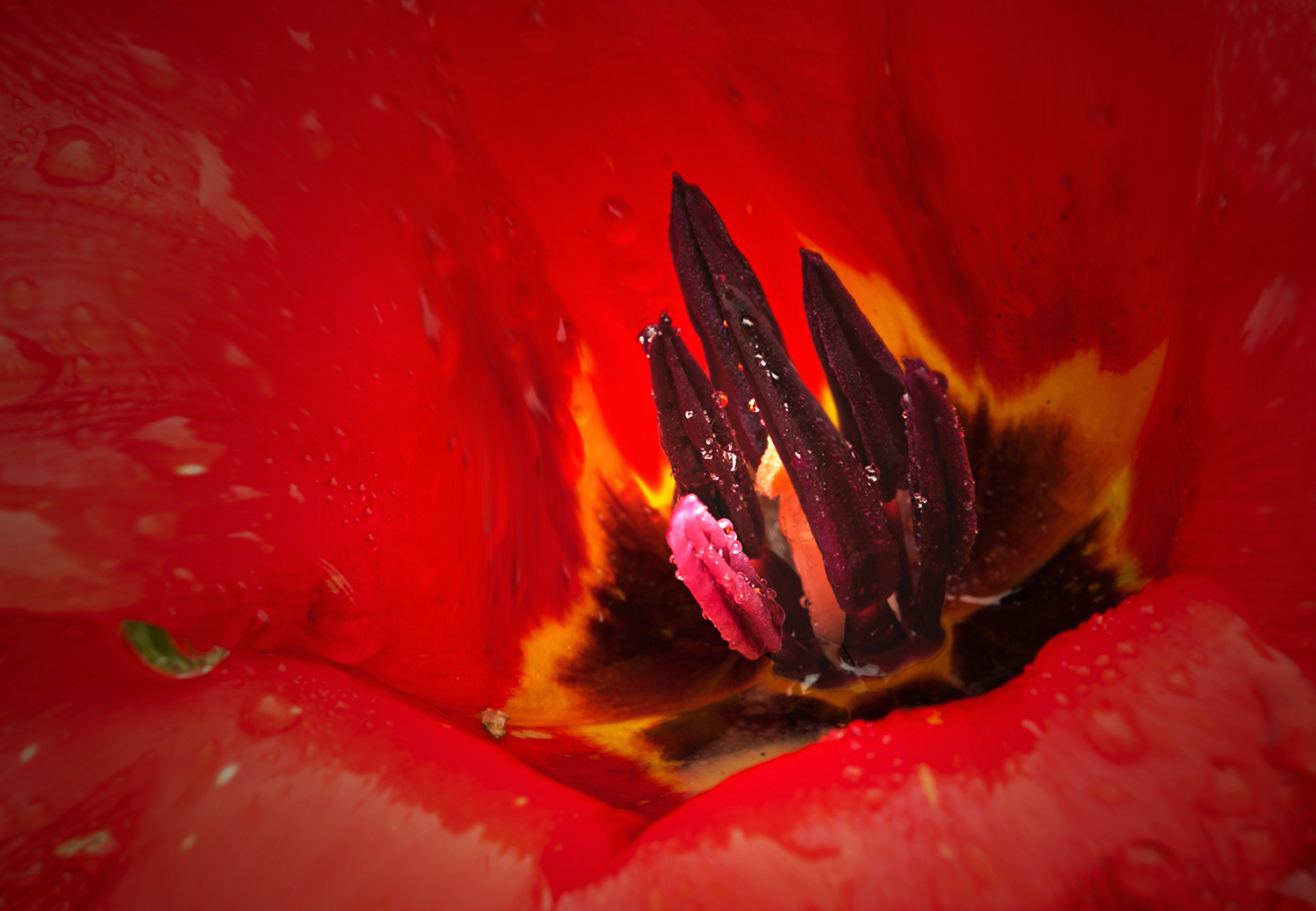 nel cuore di un tulipano