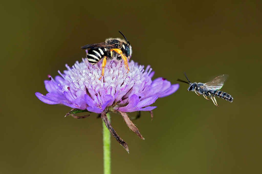 Il fiore � occupato