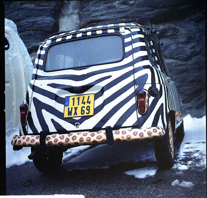 zebre e lepardi ad alta quota