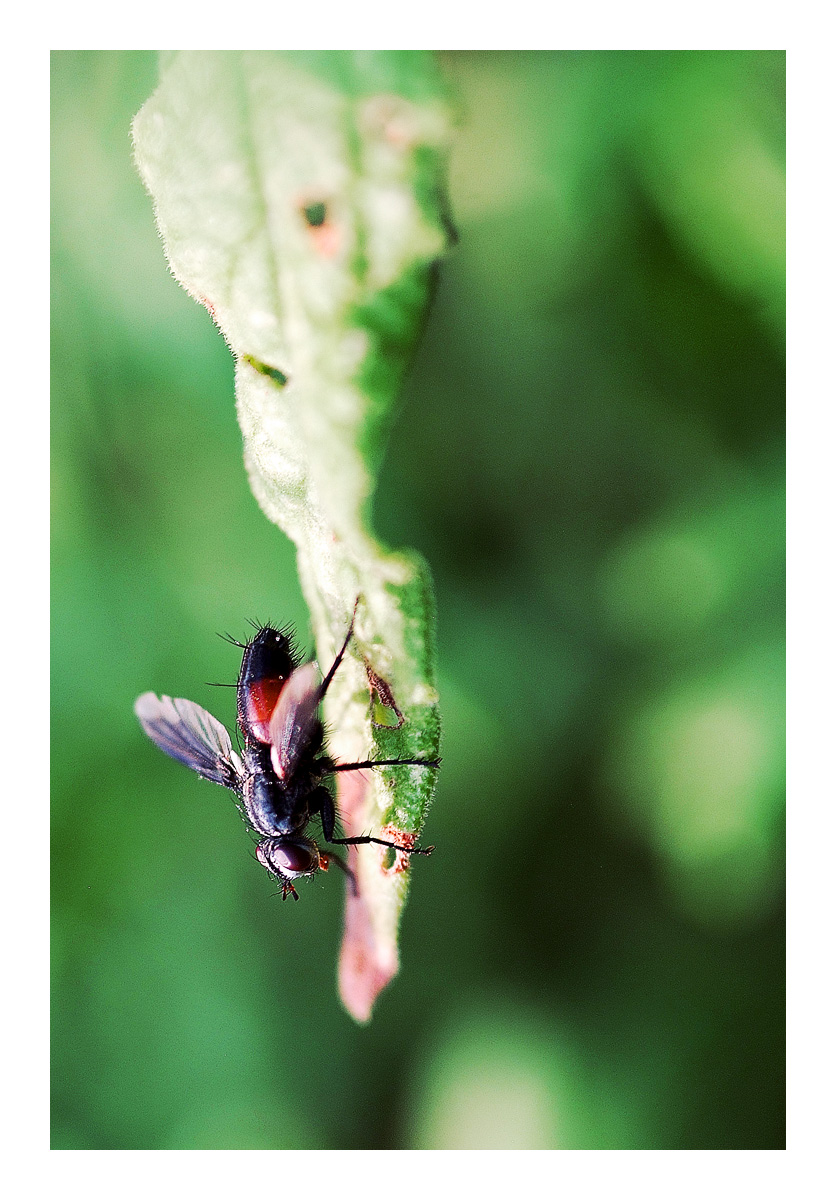 ...a testa in giu....