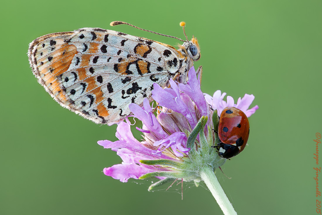 "La melitaea e la coccinella"
