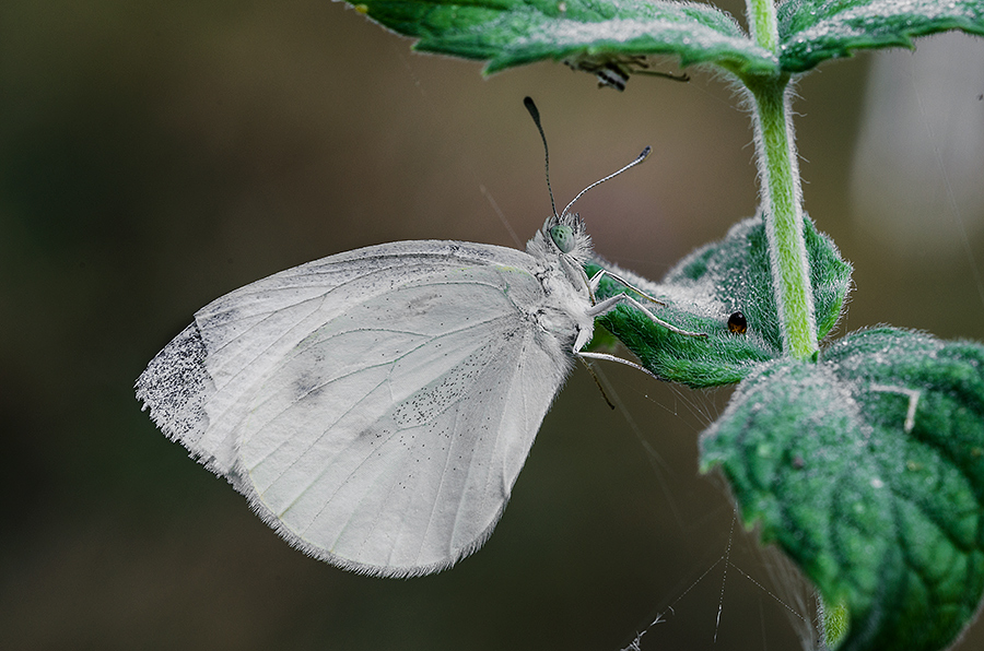 Pieris brassicae