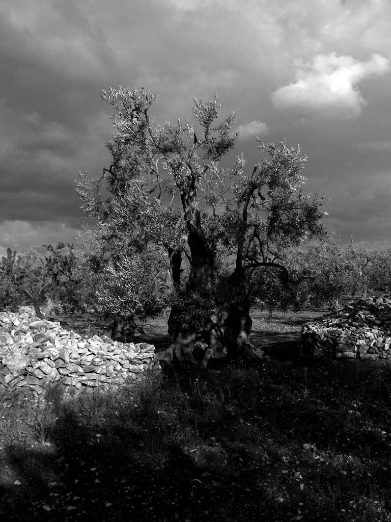 l'antico ulivo