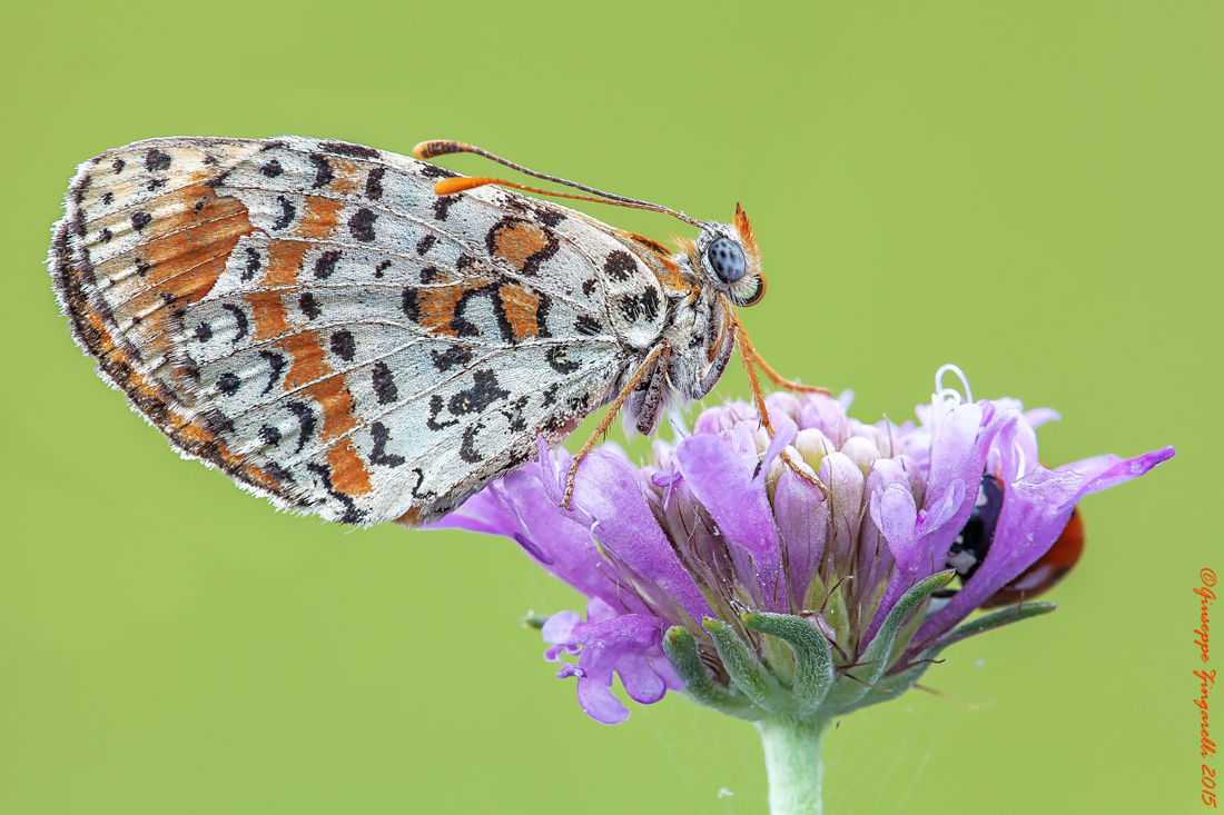 Il gioco del nascondino ...