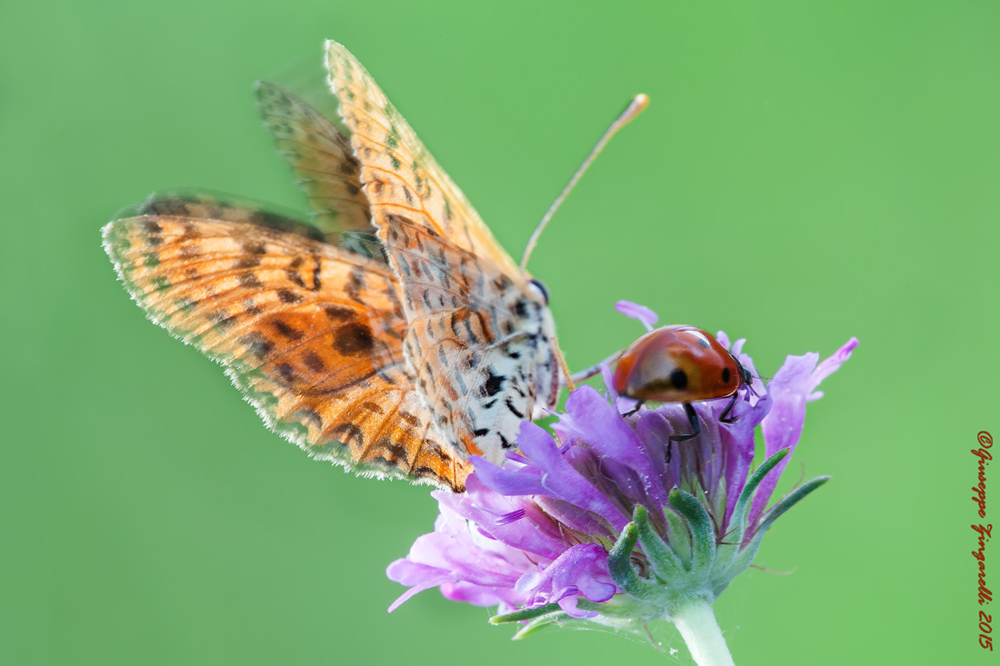 Adesso Basta! ...  Andiamo via!
