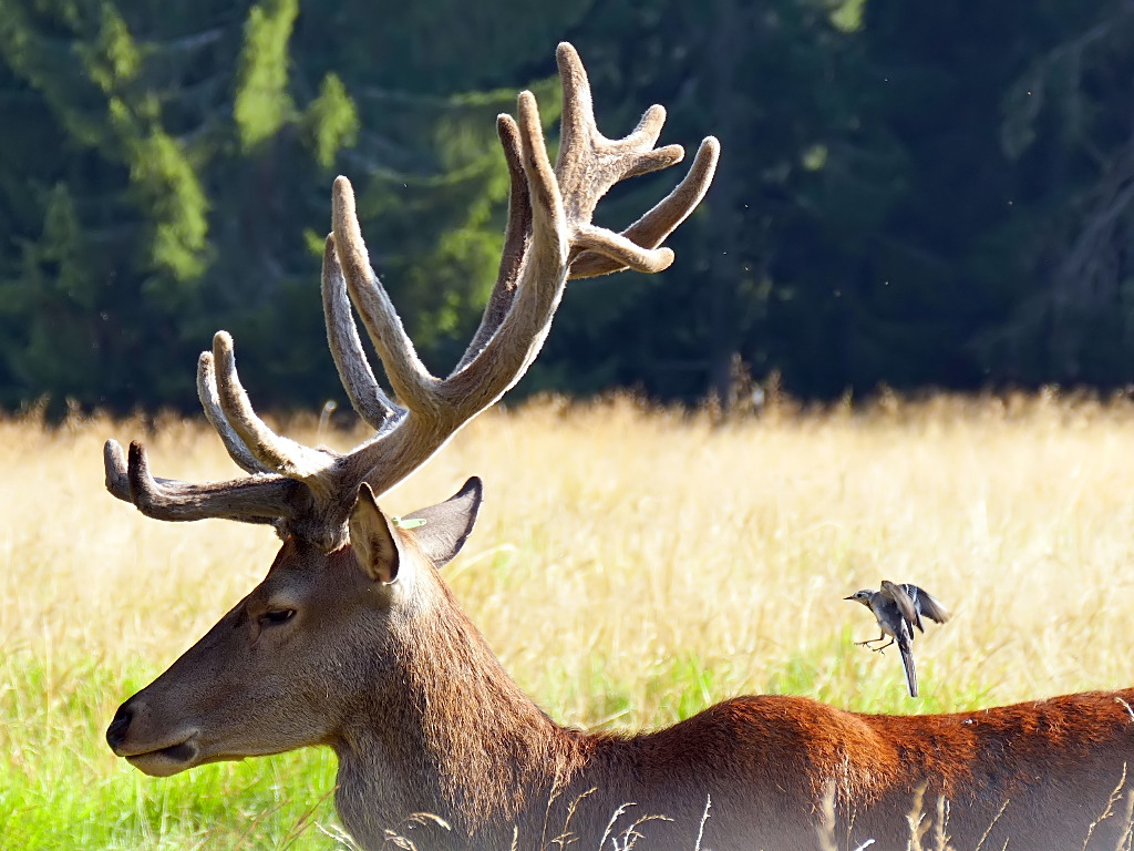 *** Arriva l'addetto alle pulizie ***