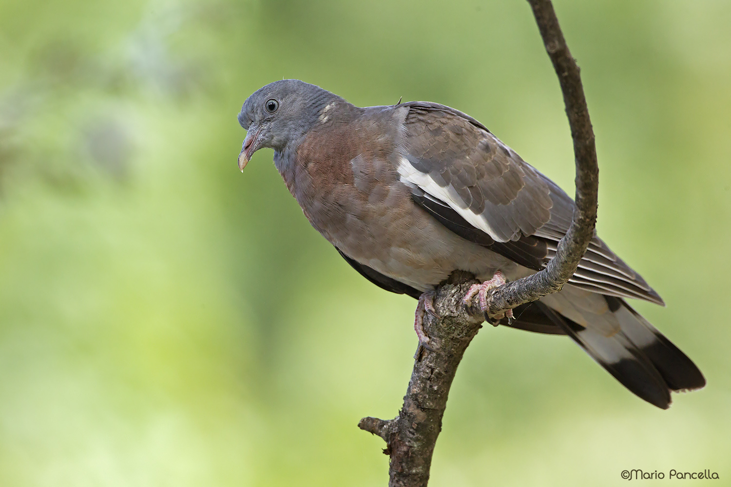 Colombaccio -Columba palumbus