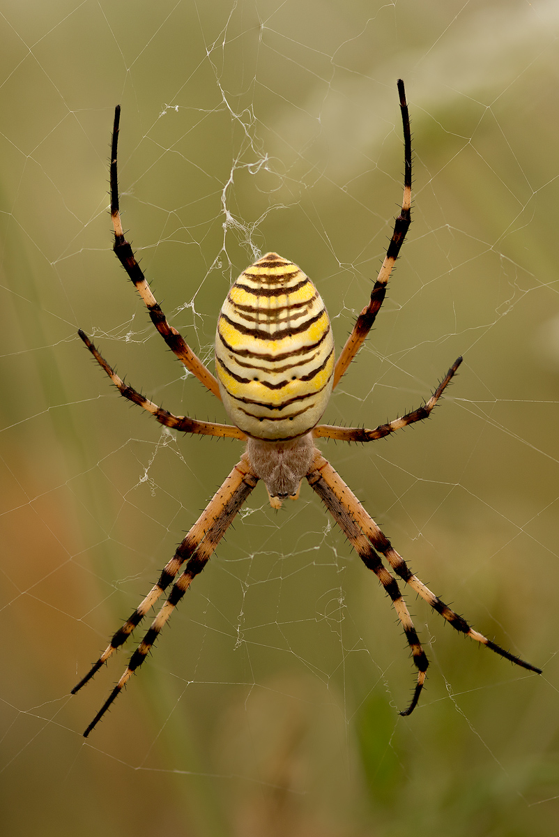 Argiope