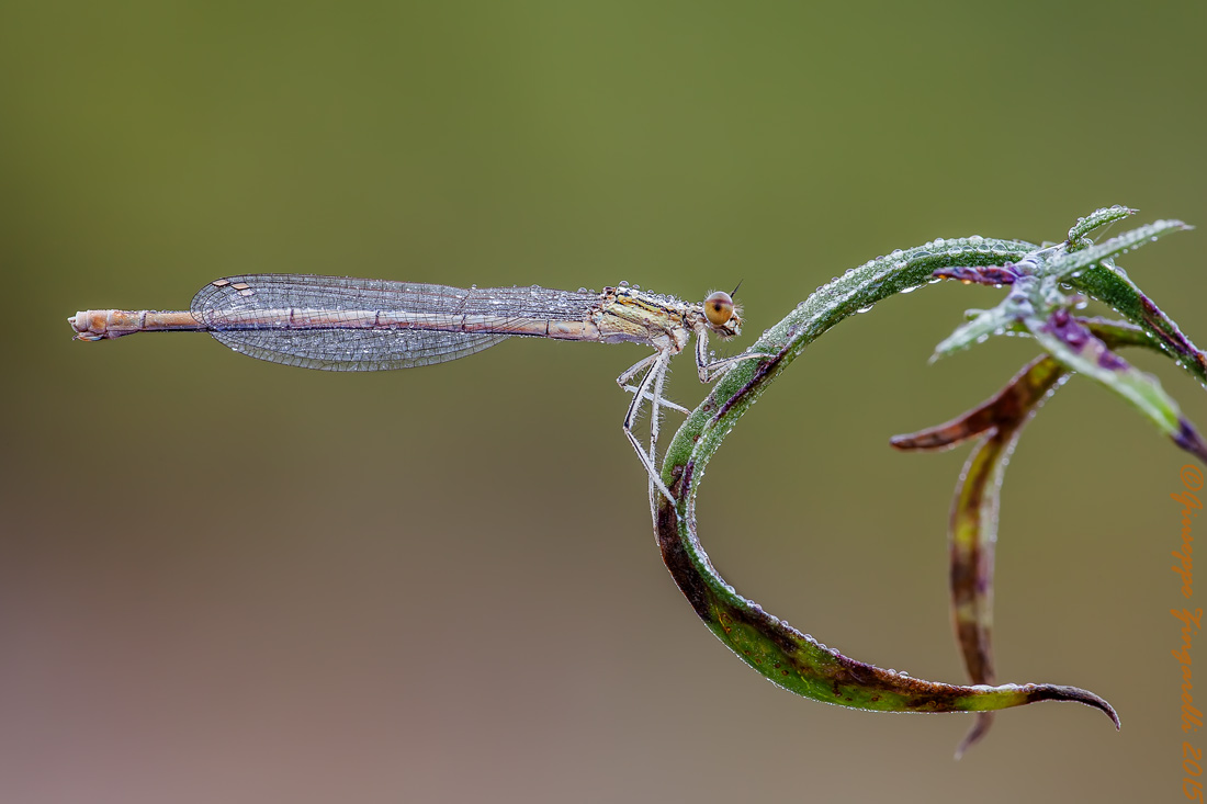 Platycnemis pennipes  (versione naturale  non POTATA)