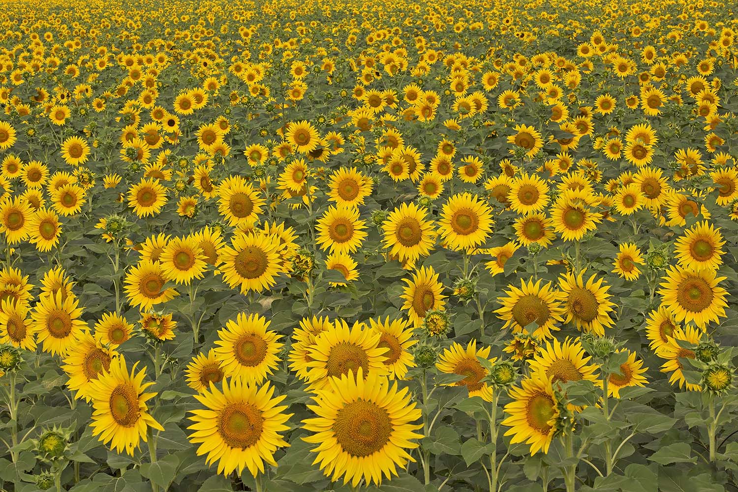 Girasoli