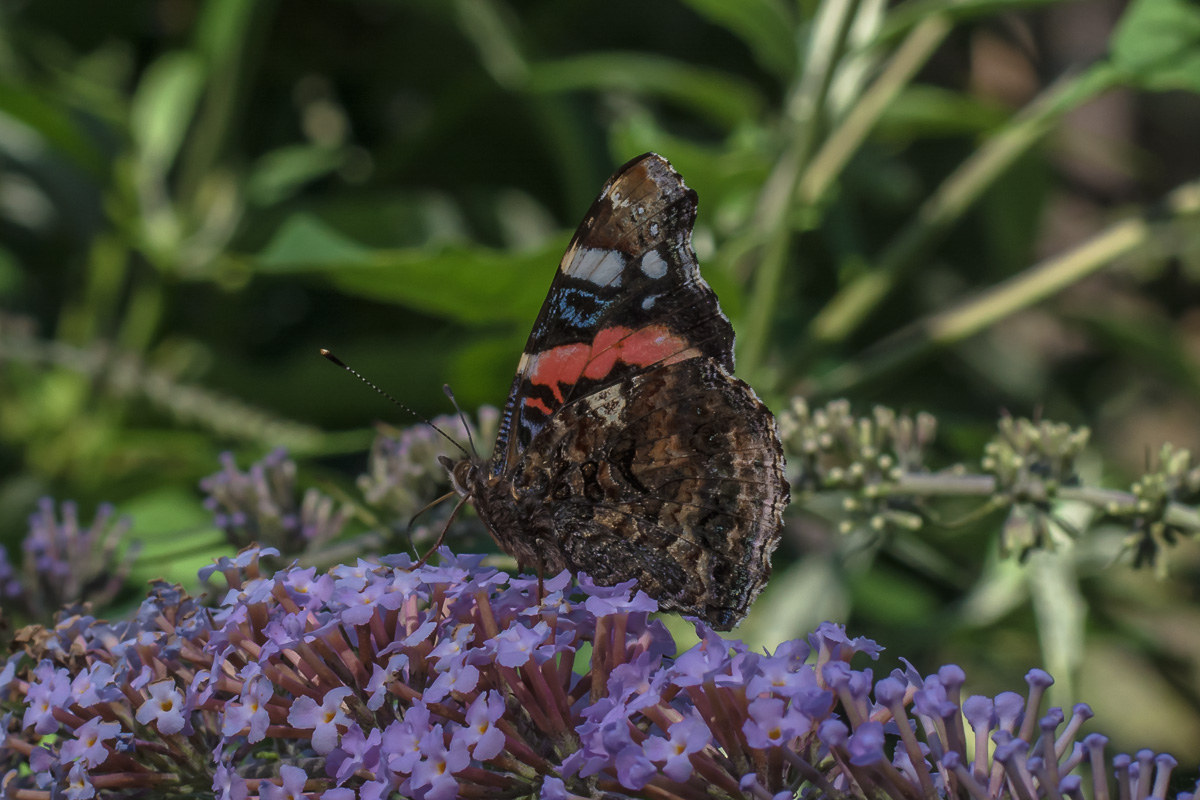 passeggiando lungo l'Adda