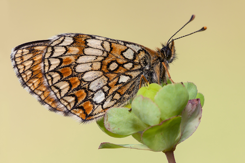 Melitaea athalia