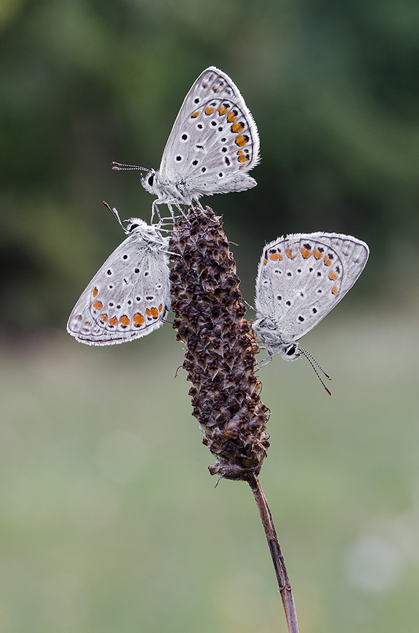 Riunione di condominio