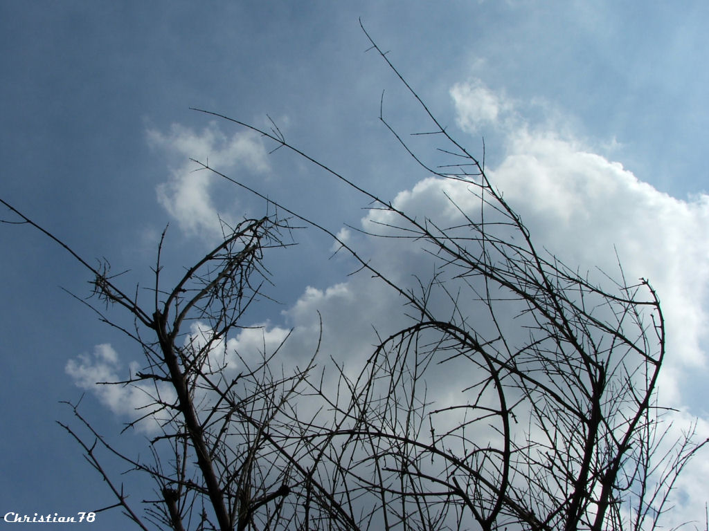 Melograno in autunno