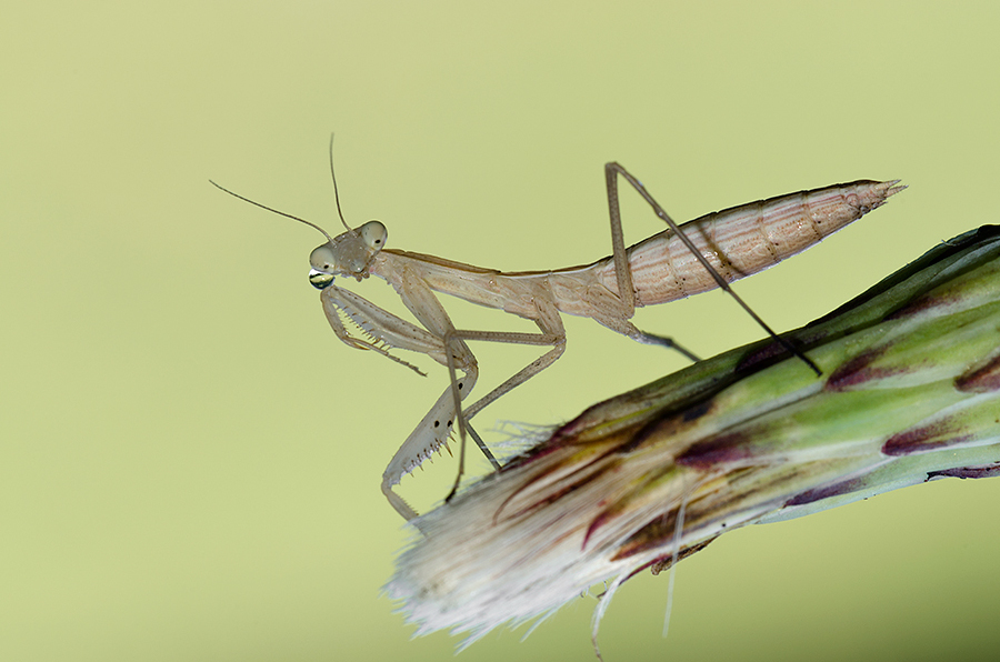 Il pianto della mantide