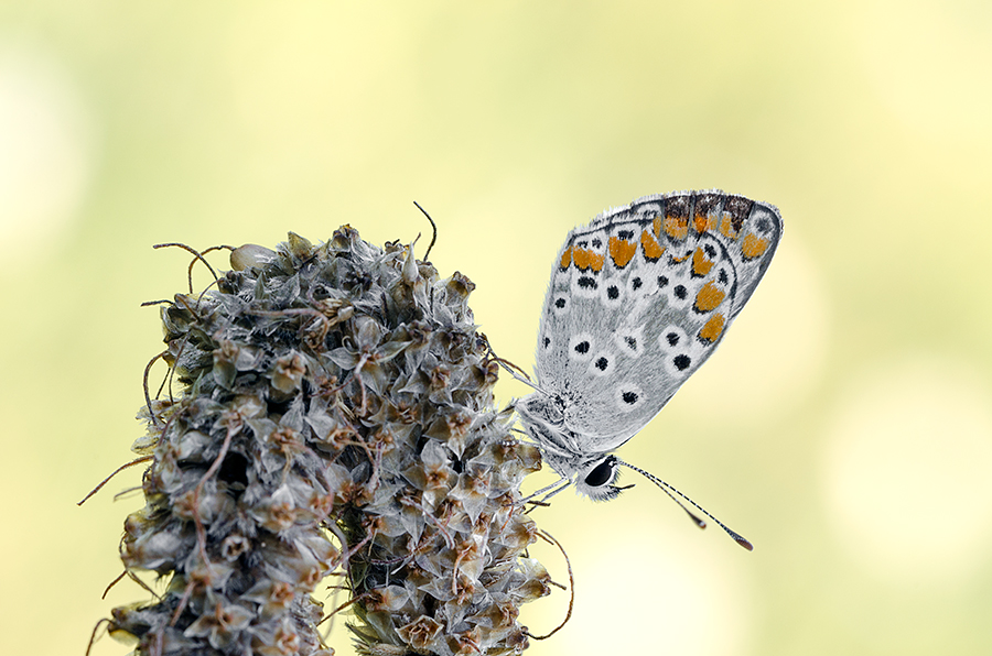 Curva pericolosa - Aricia agestis