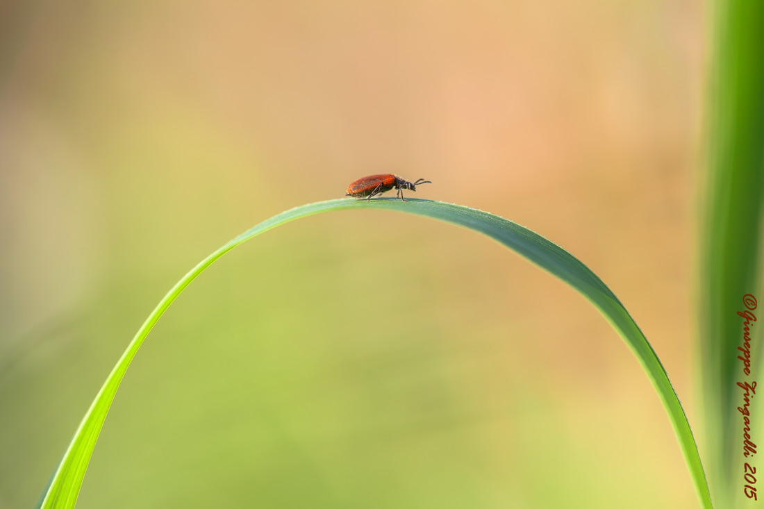 Linee e forme in natura