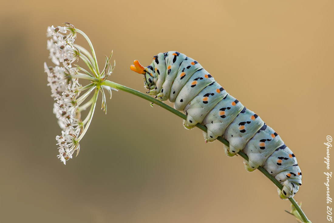 Ecco il solito macaone...