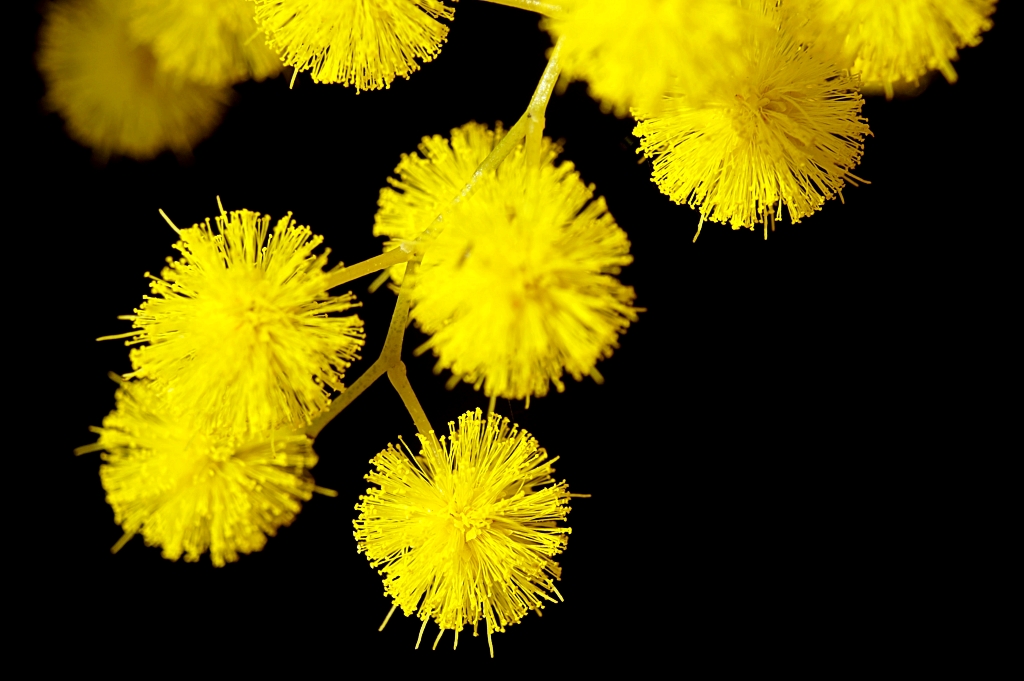 Mimosa
