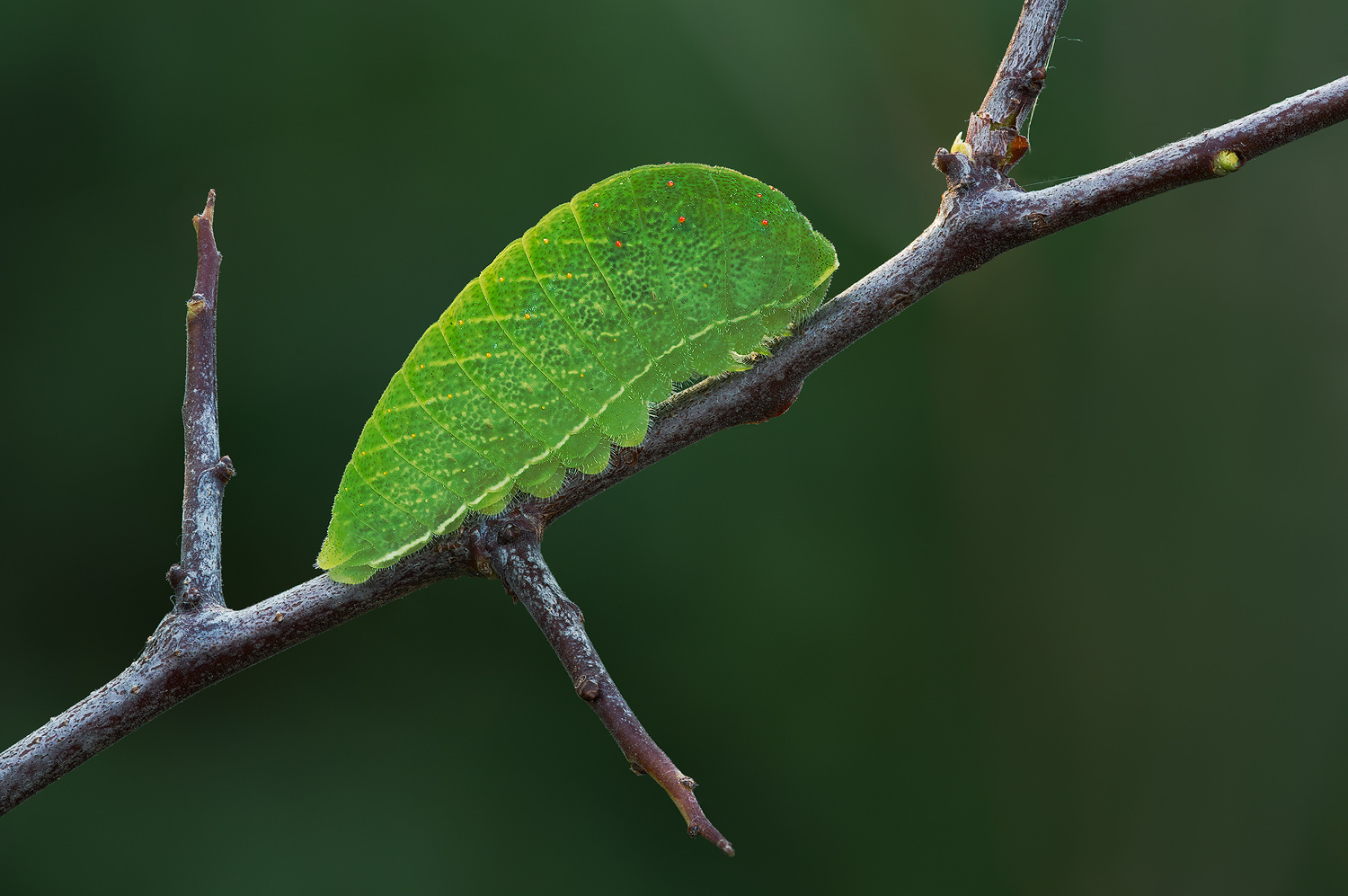 Iphiclides podalirius