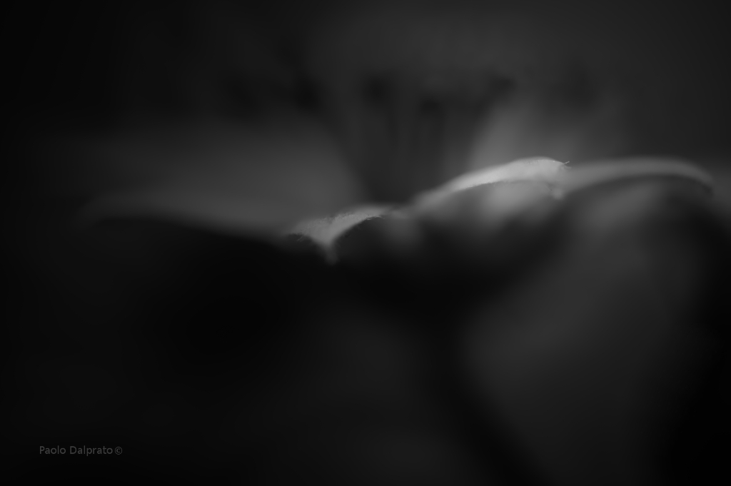 Non faccio foto di fiori