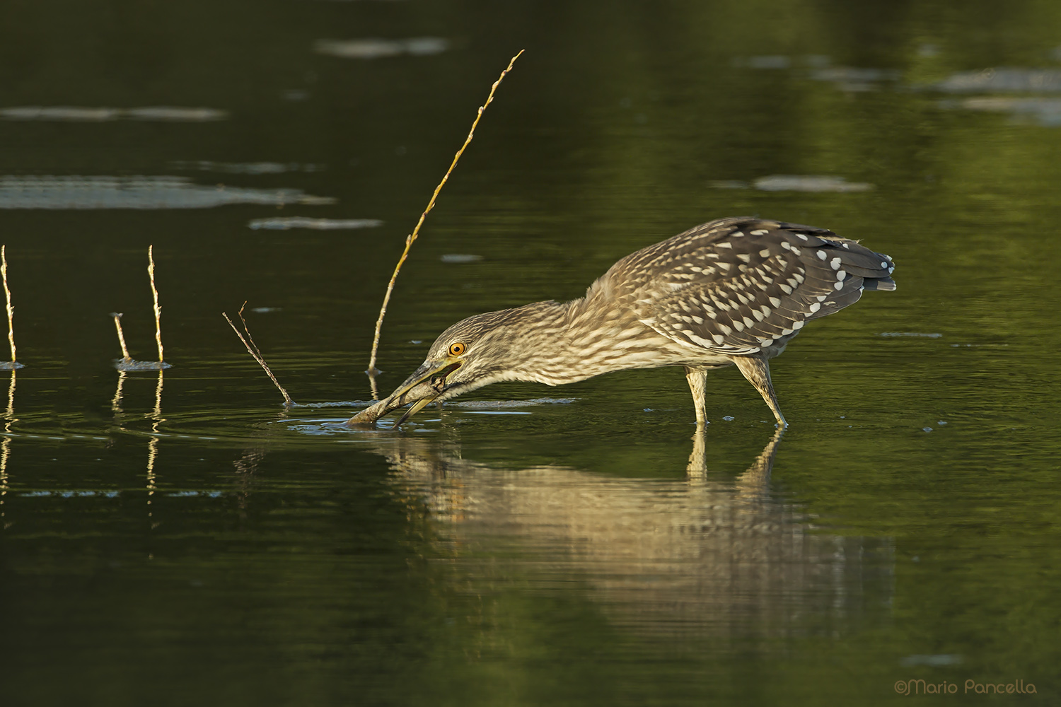 Nitticora giovane affamata