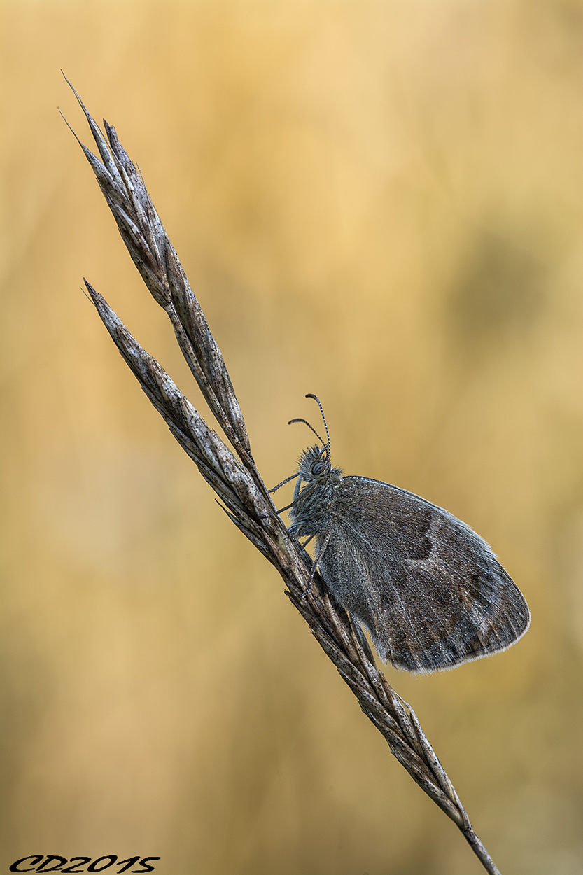 coenonympha pamphilus