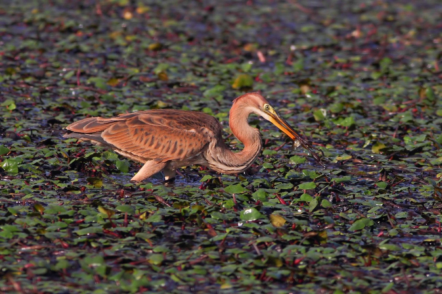 Airone rosso giovane