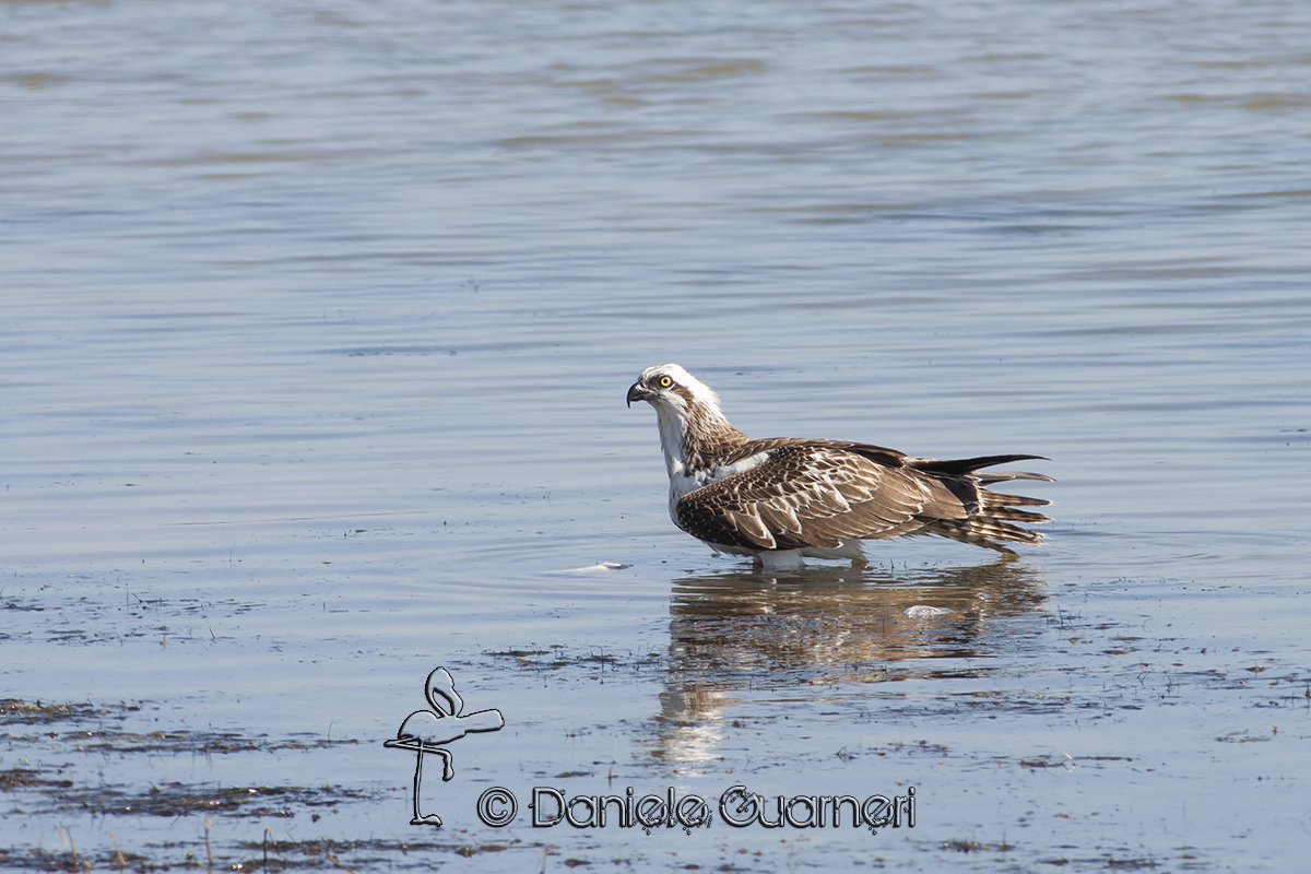 Falco pescatore (Pandion haliaetus)