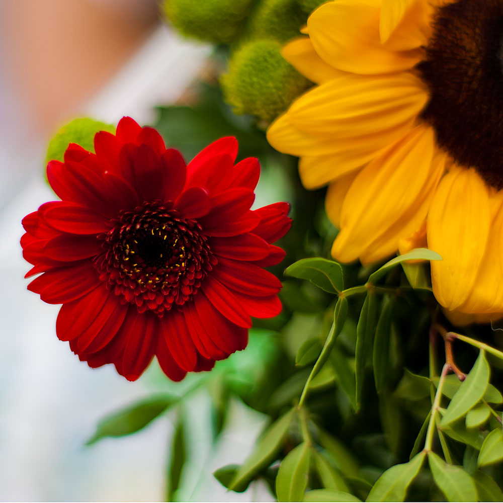 fiori2 -la vendetta... ;)