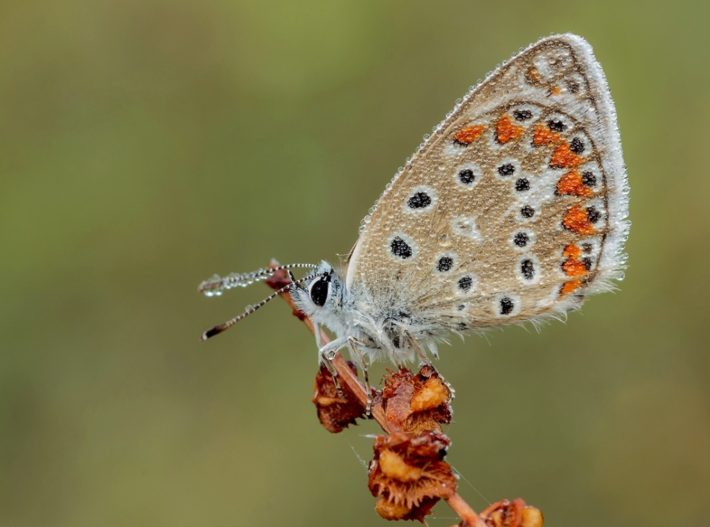 Polyommatus icarus..