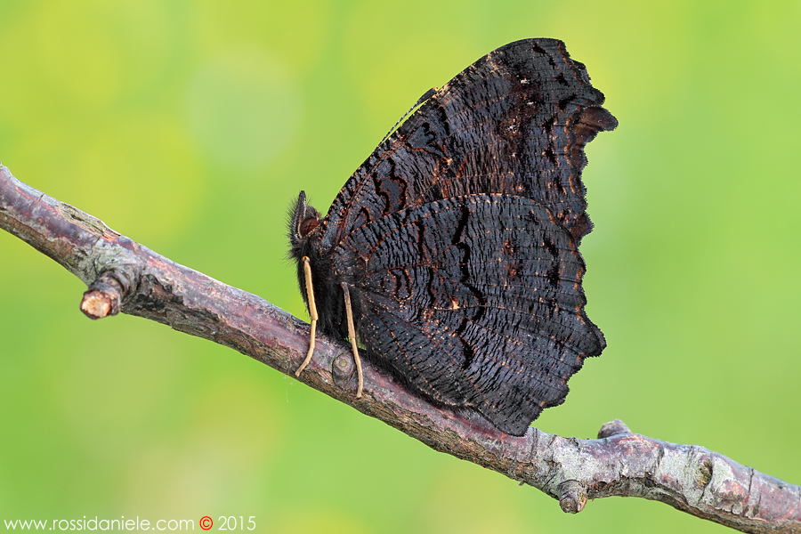 Il rovescio della bellezza...