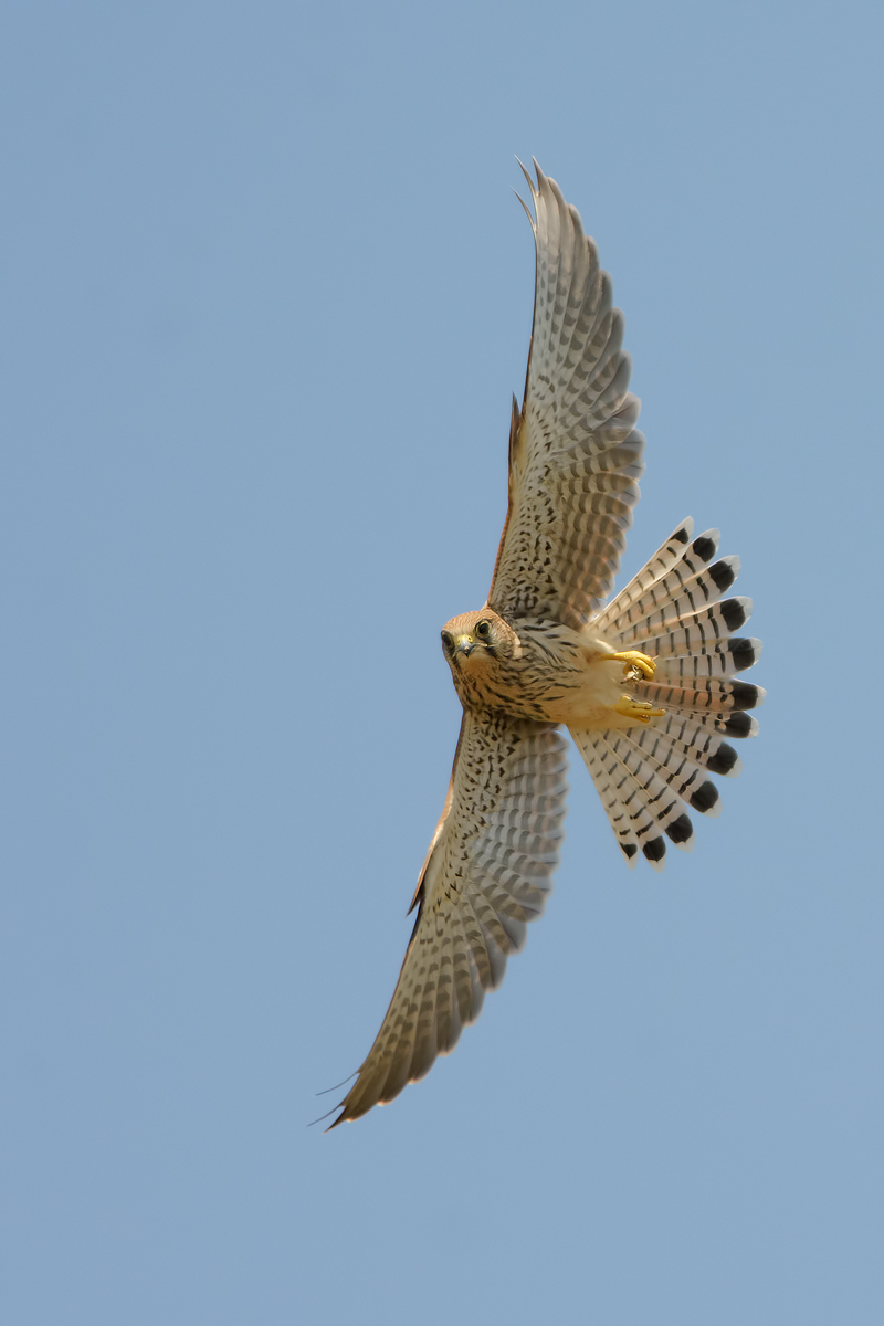Gheppio (Falco tinnunculus)