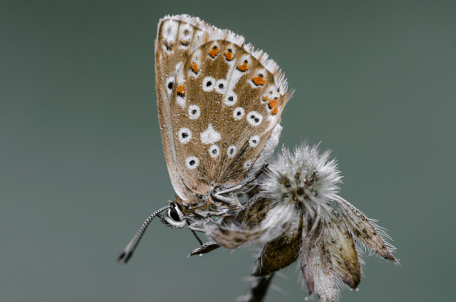 Polyommatus coridon