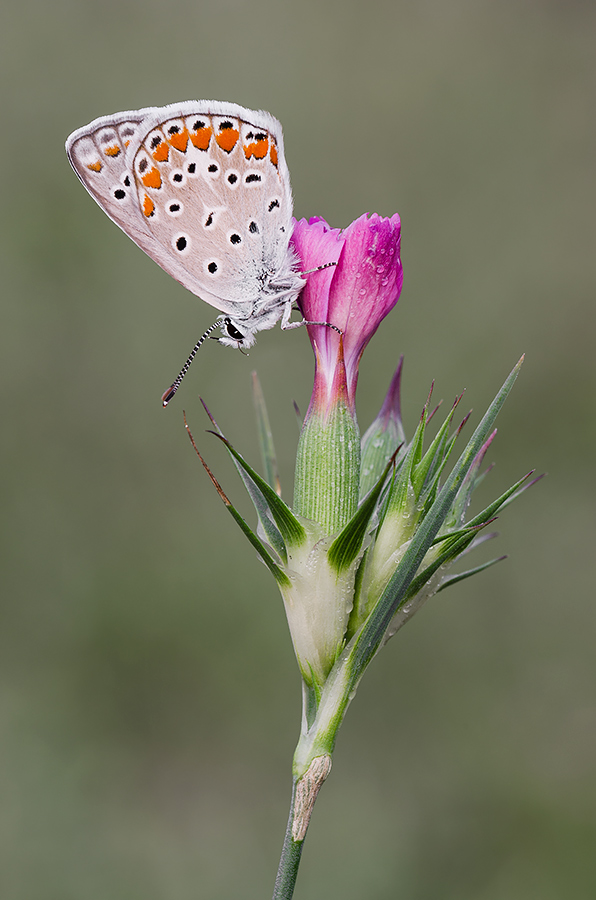 Polyommatus icarus