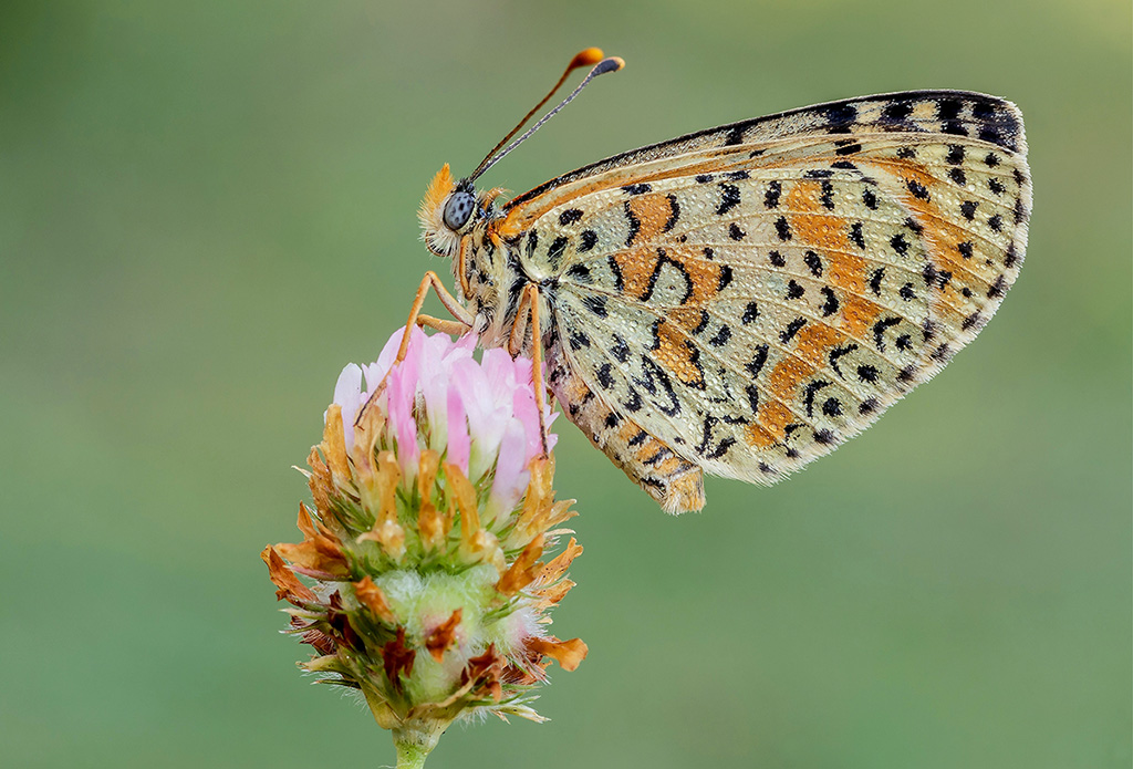 Melitaea didyma...