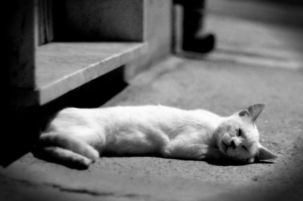 Sogno di una notte di mezza estate