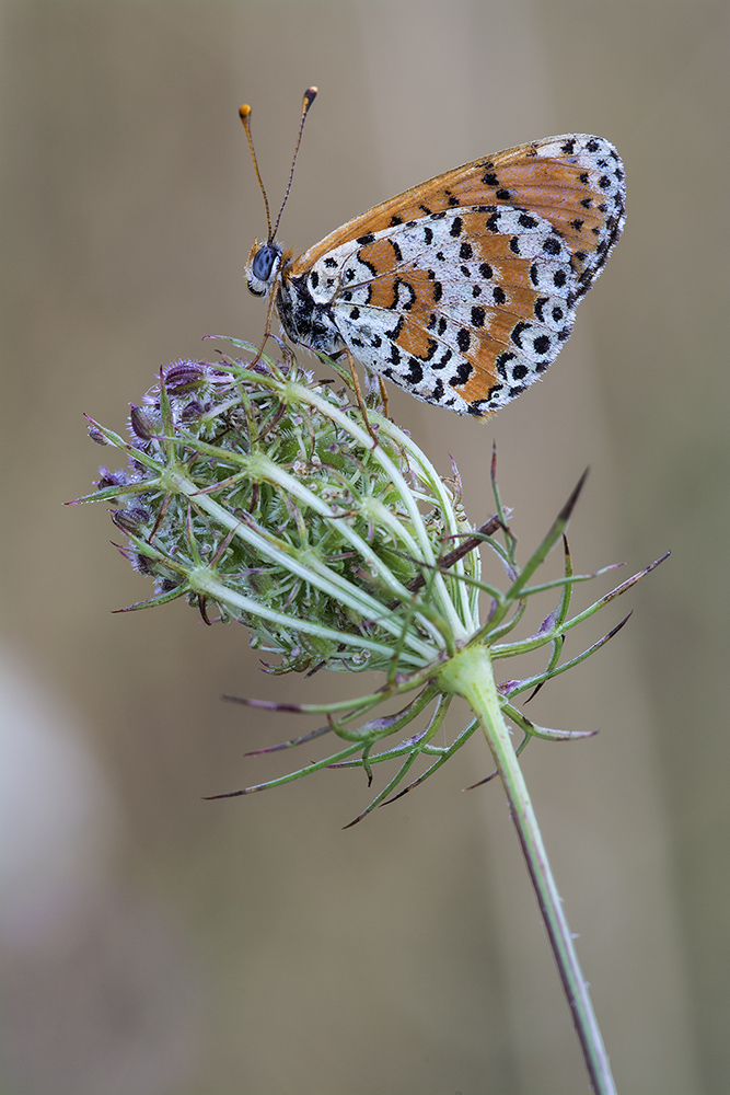 melitaea 2015.