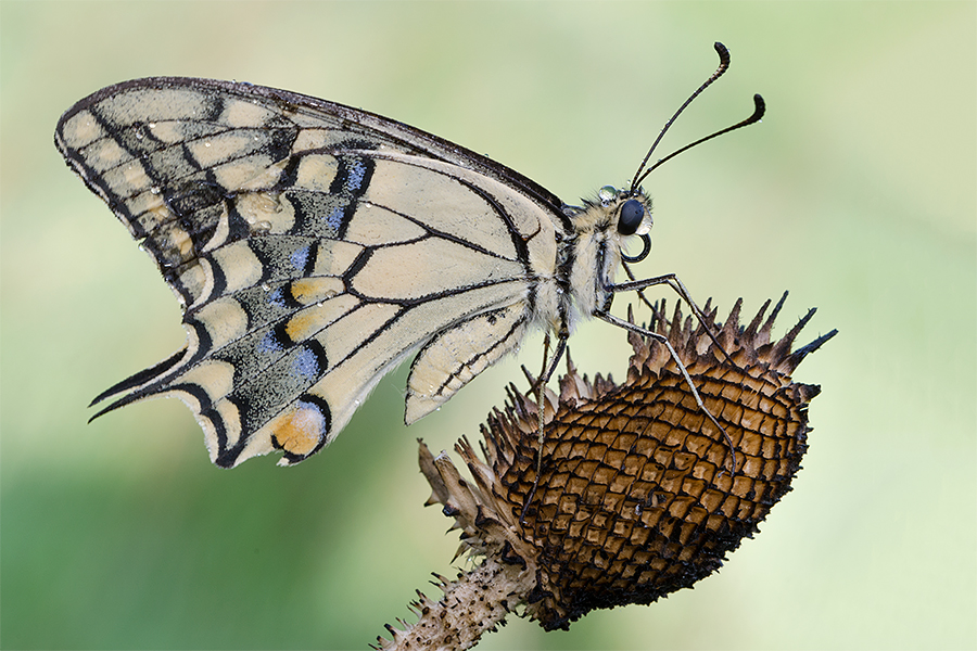 Papilio Machaon