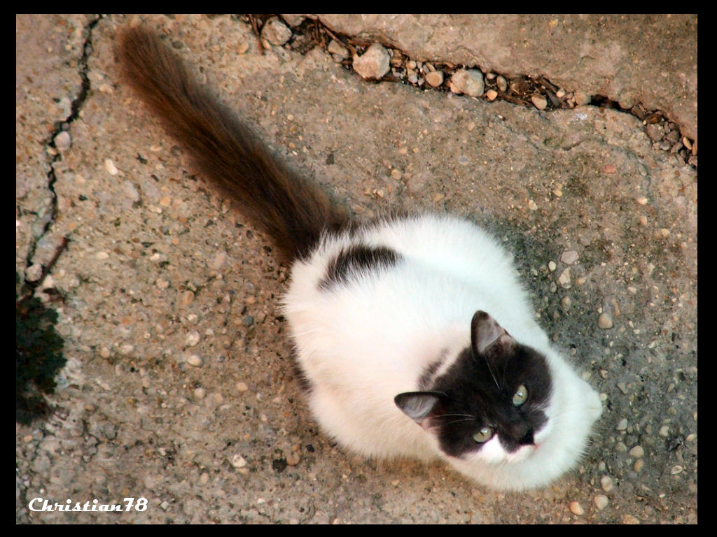 Gatta Randagia dall'Alto