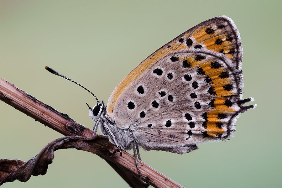 Lycaena thersamon