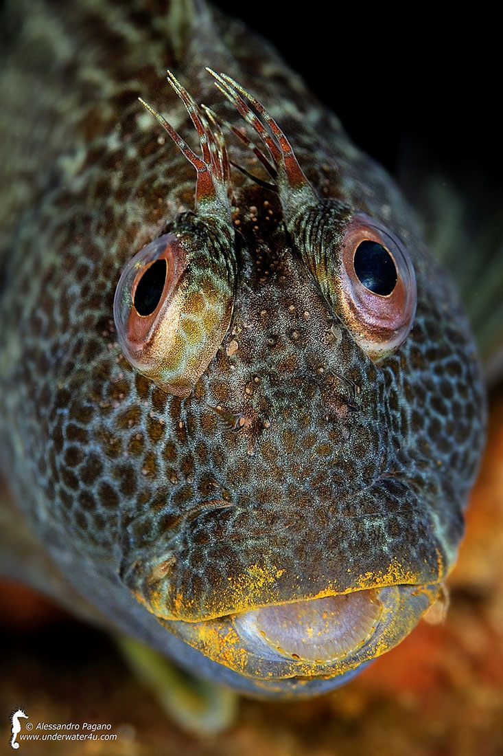 Strabismo di Venere?