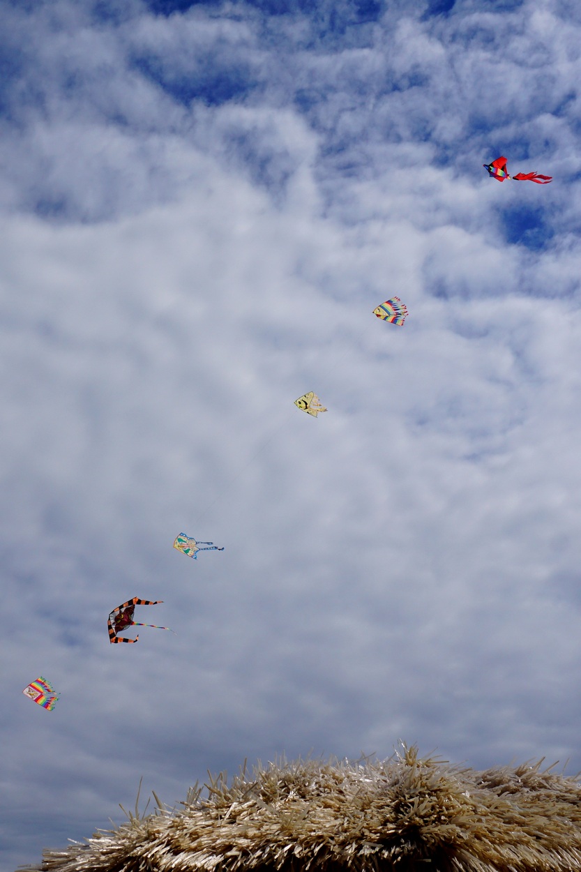 aquiloni in formazione