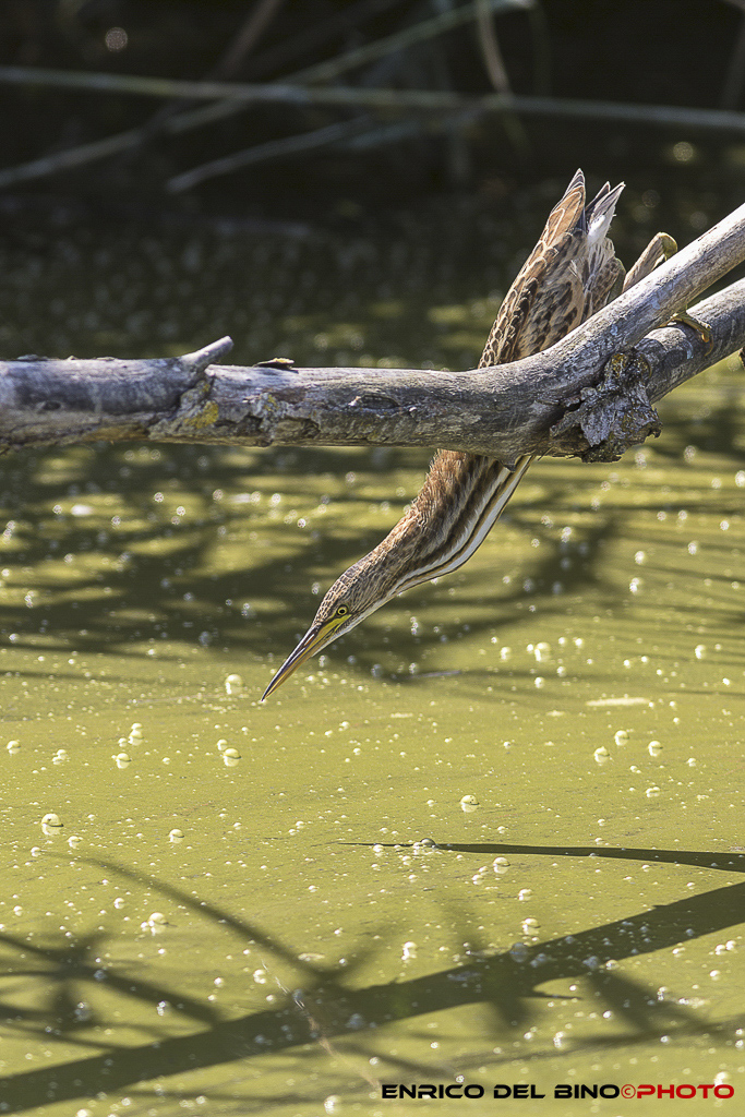 Tarabusino: pronti all'attacco